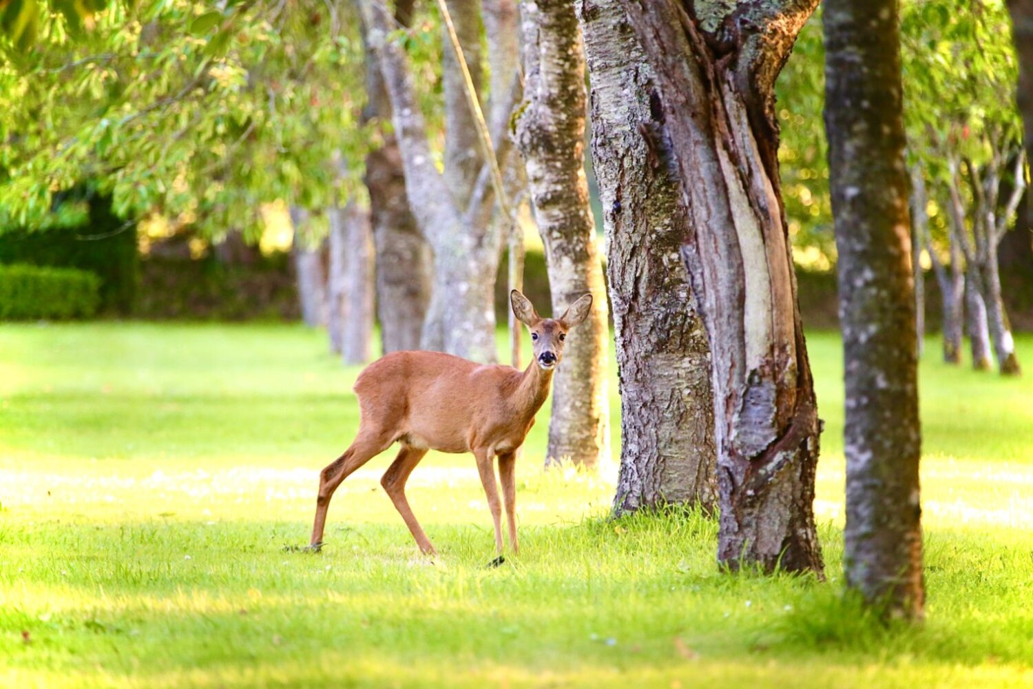 Un chevreuil sous les arbres du parc