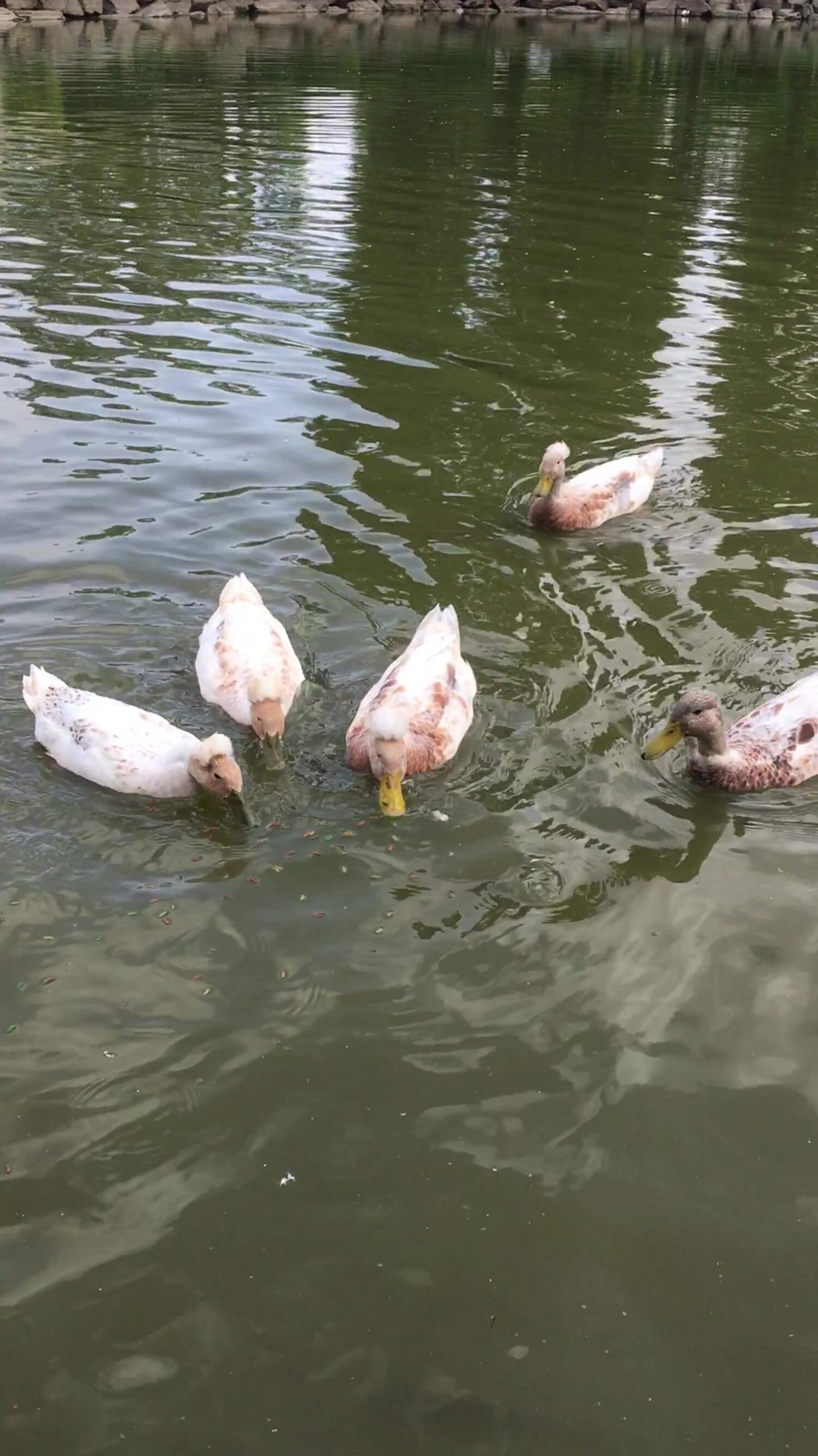 Cygnes sur l'étang