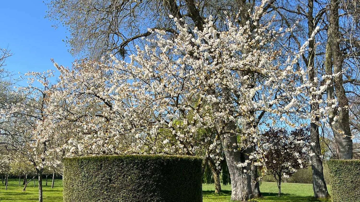 Les cerisiers en fleur au printemps