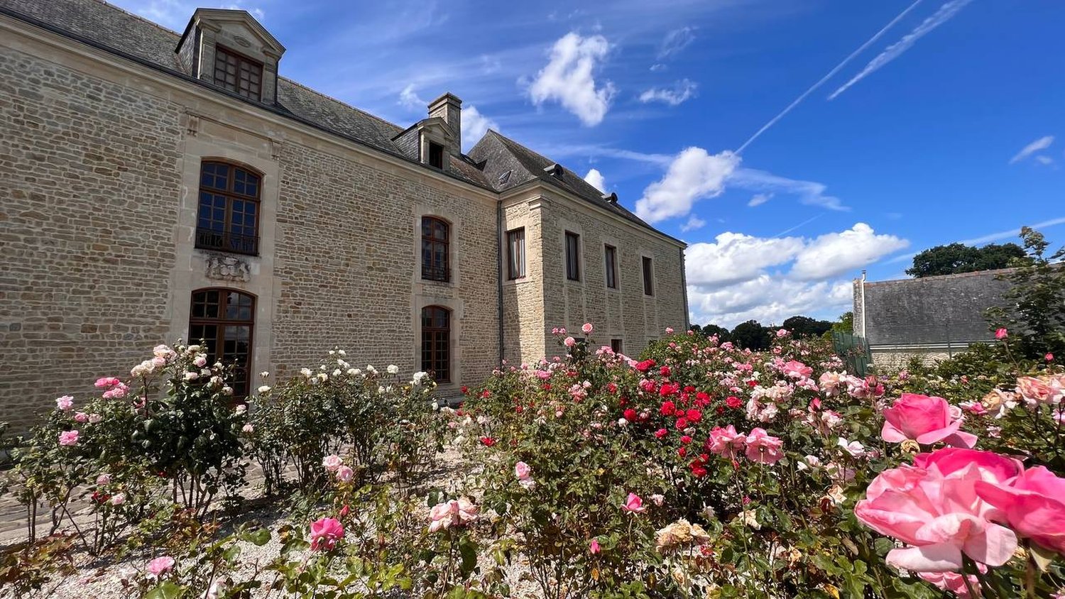 Les rosiers le long du mur du château