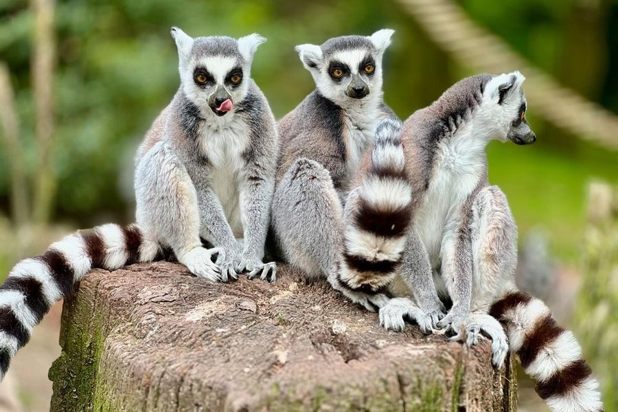 Des makis cattas au zoo de Jurques