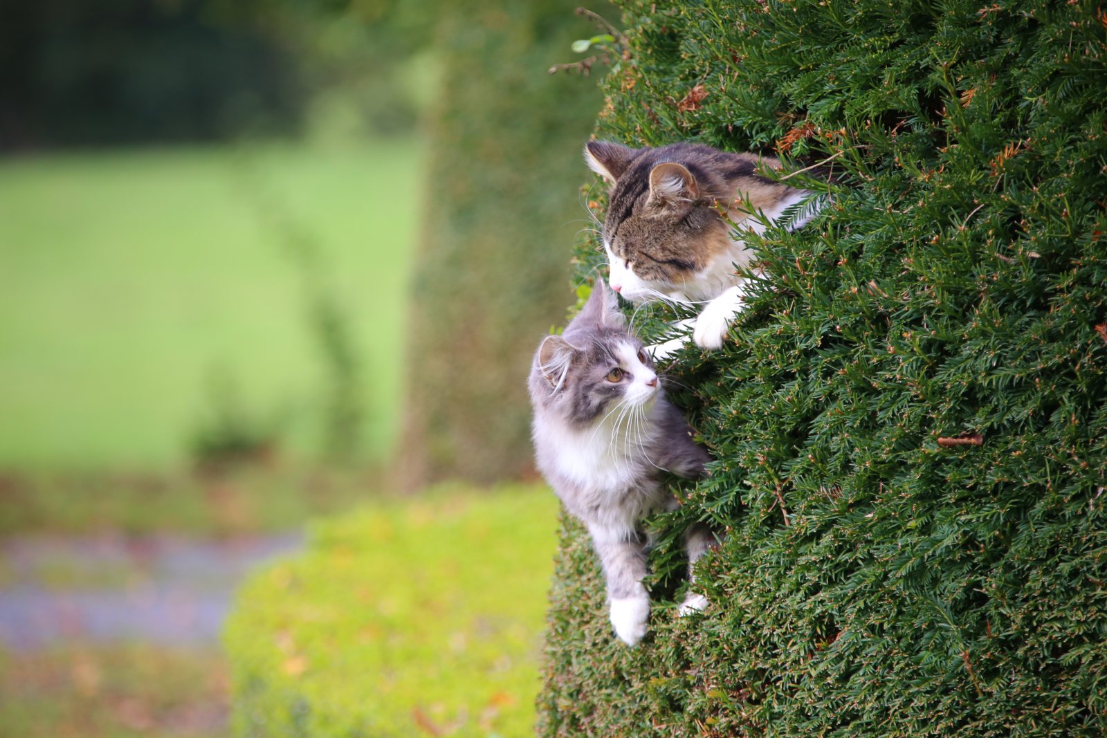 Deux chats dans la haie d'ifs