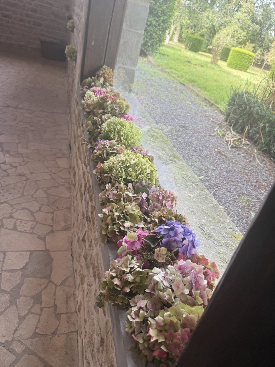 Les hortensias sur l'appui de fenêtre, face à l'allée